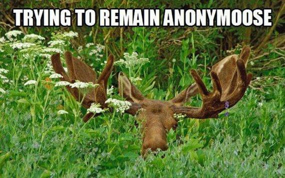 Puns-Managed
