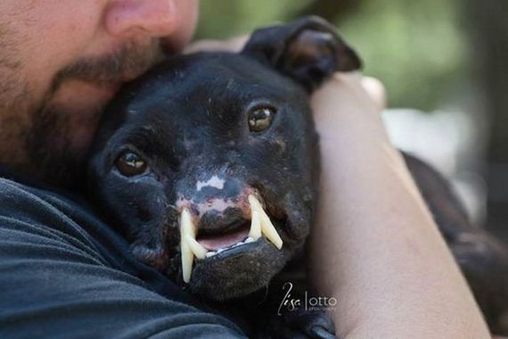 abused_pit_bull