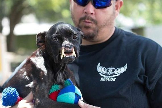abused_pit_bull
