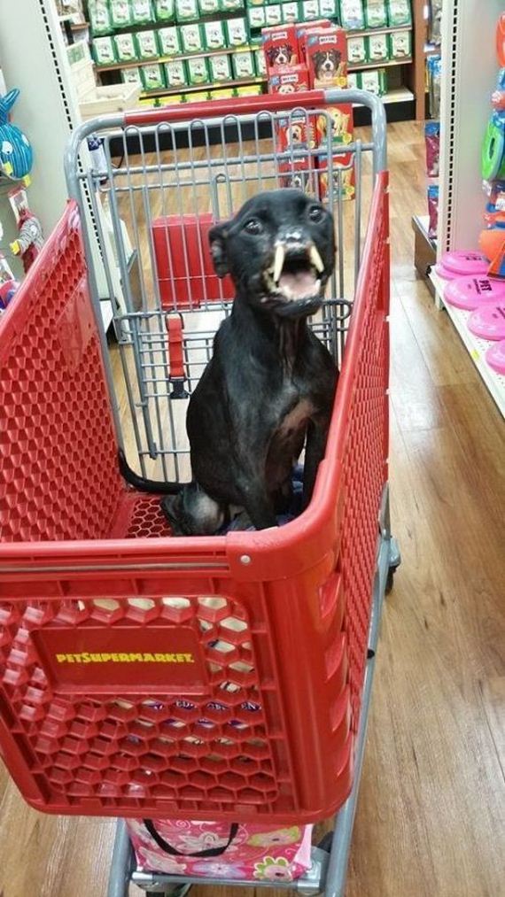 abused_pit_bull