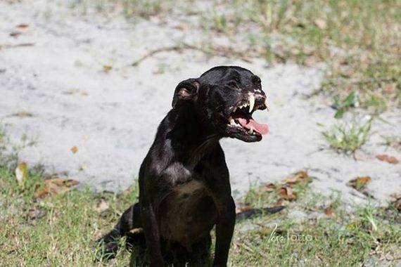 abused_pit_bull