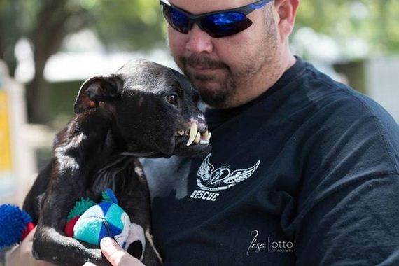 abused_pit_bull