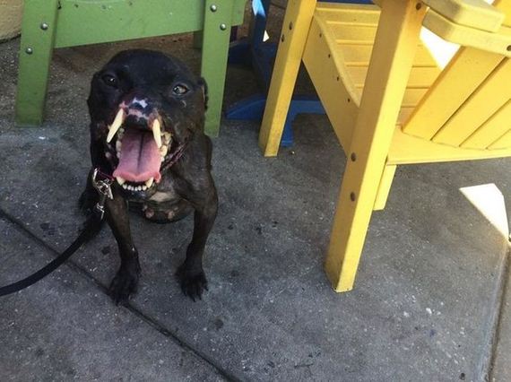 abused_pit_bull