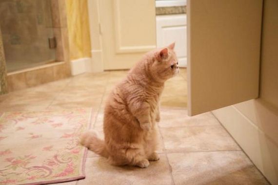 adorable-cat-stands