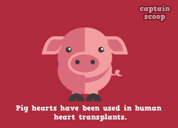 amazing_facts_animals