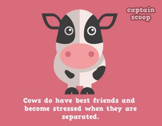amazing_facts_animals