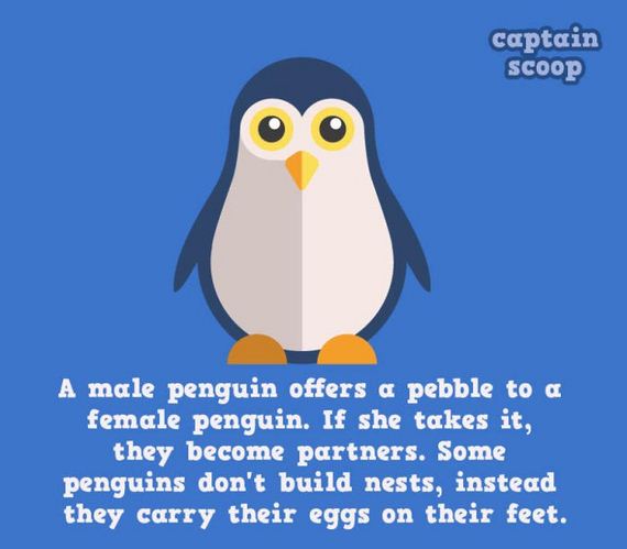 amazing_facts_animals