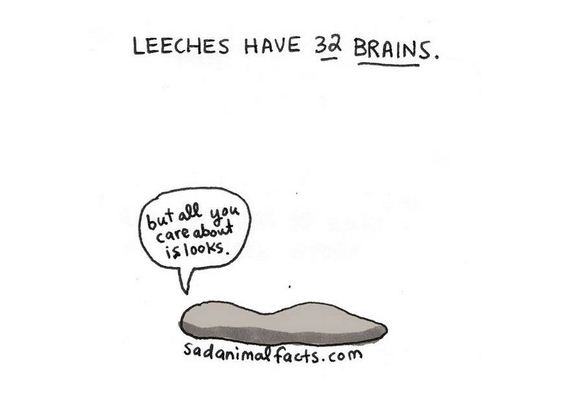 animal-facts
