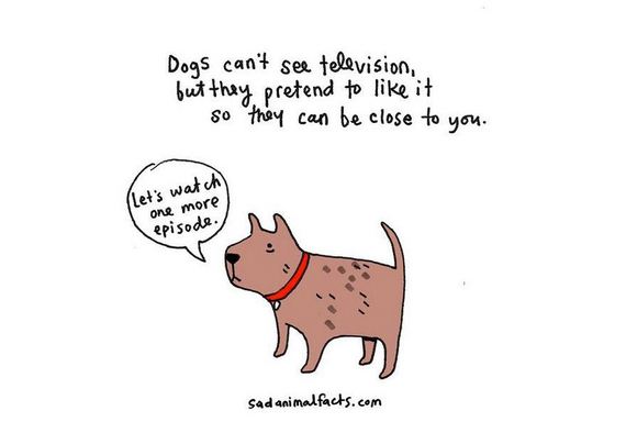 animal-facts