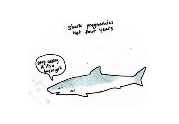 animal-facts