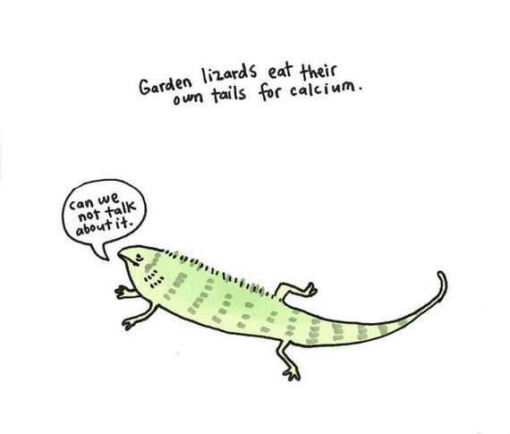animal-facts