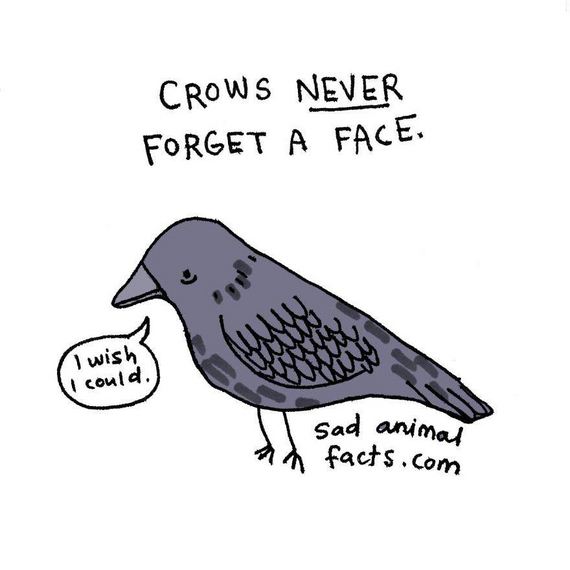animal-facts