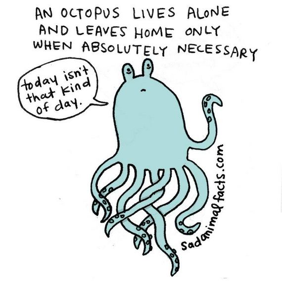 animal-facts