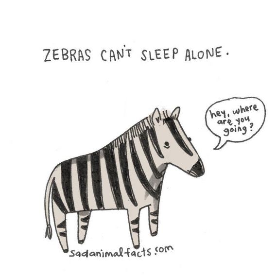 animal-facts
