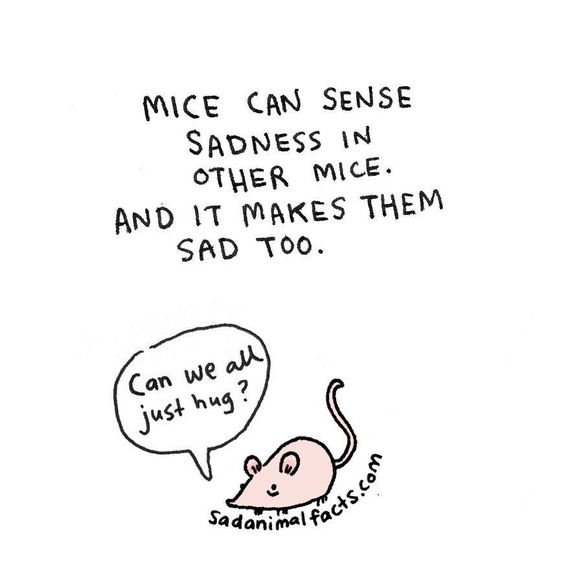 animal-facts