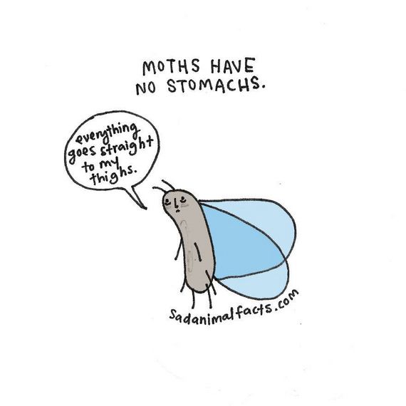 animal-facts