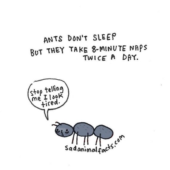 animal-facts