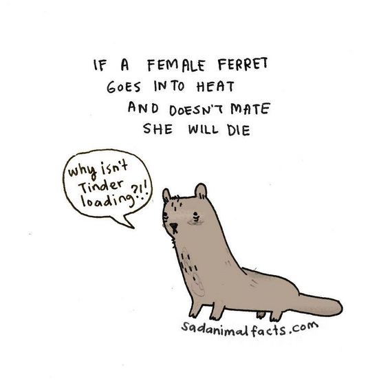 animal-facts