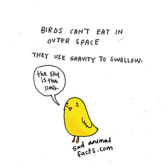 animal-facts
