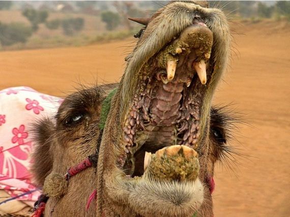 This Is What The Inside Of A Camel's Mouth Looks Like, And ...