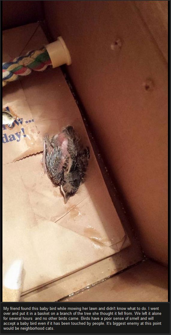 baby_bird_success