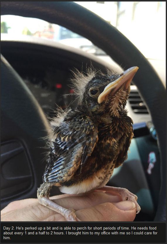 baby_bird_success