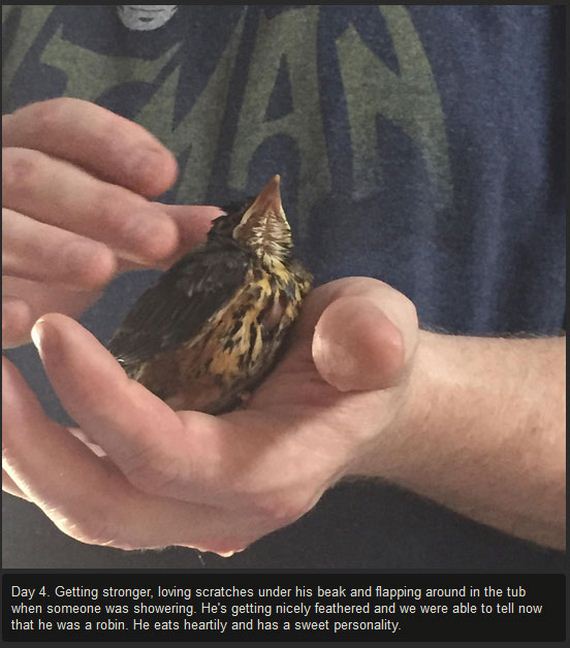 baby_bird_success