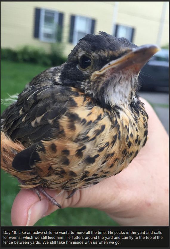 baby_bird_success