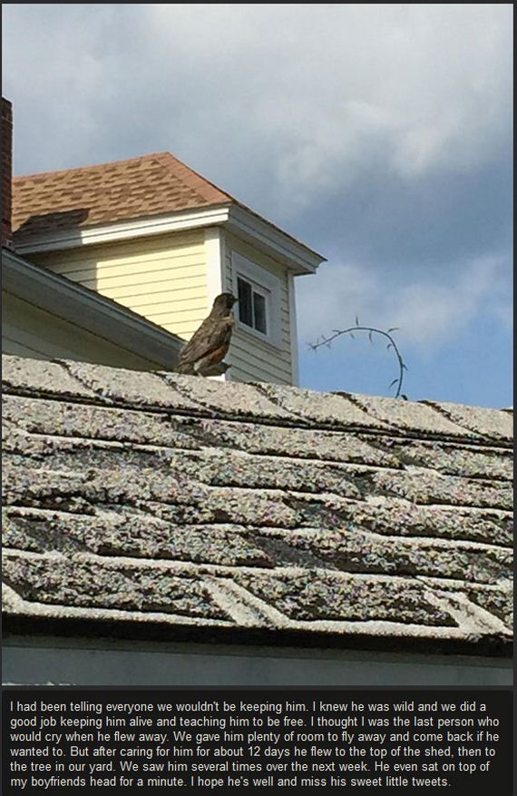 baby_bird_success