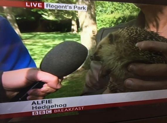 bbc-captions
