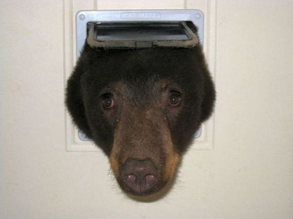 bear_idaho