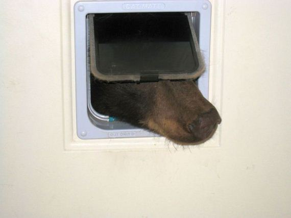 bear_idaho