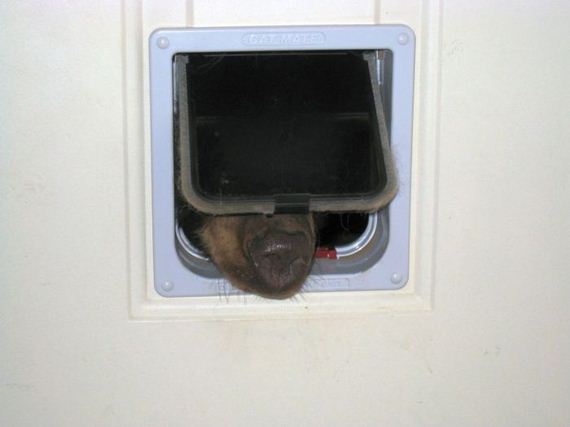 bear_idaho