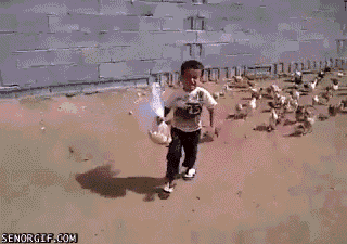 birds-being-aholes
