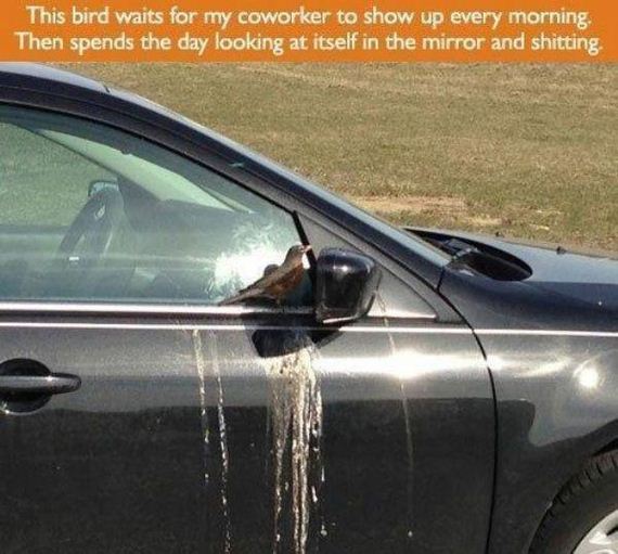birds-being-aholes