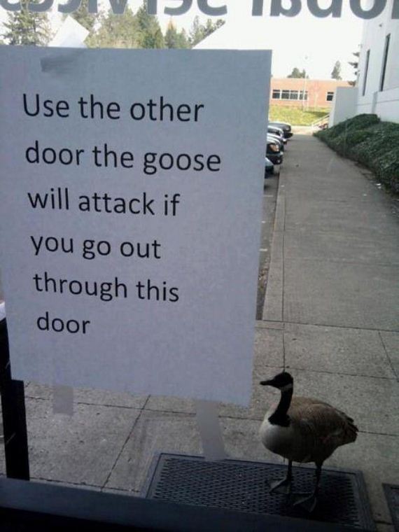 birds-being-aholes