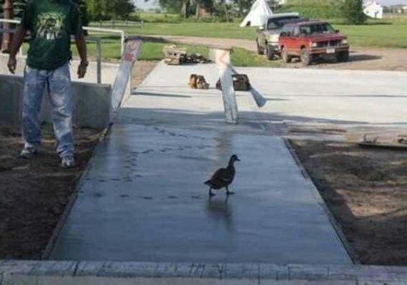birds-being-aholes