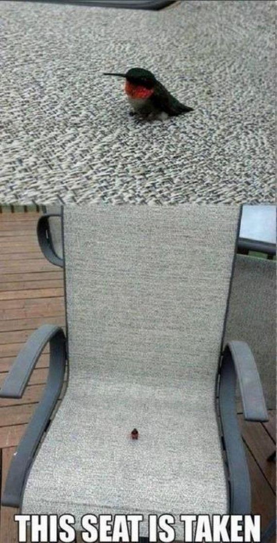 birds-being-aholes