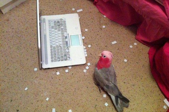 birds-being-aholes