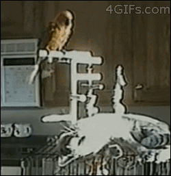 birds-being-aholes