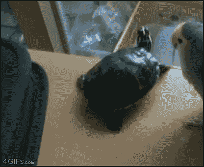 birds-being-aholes