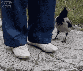 birds-being-aholes