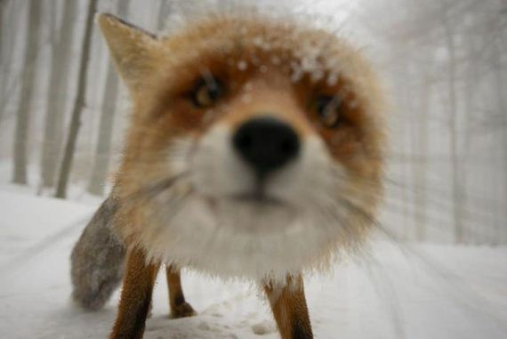 cameras_animals_helping