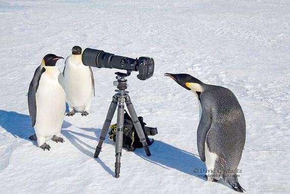 cameras_animals_helping