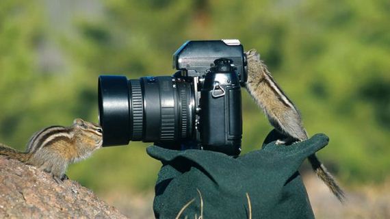 cameras_animals_helping