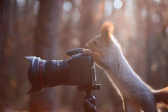 cameras_animals_helping