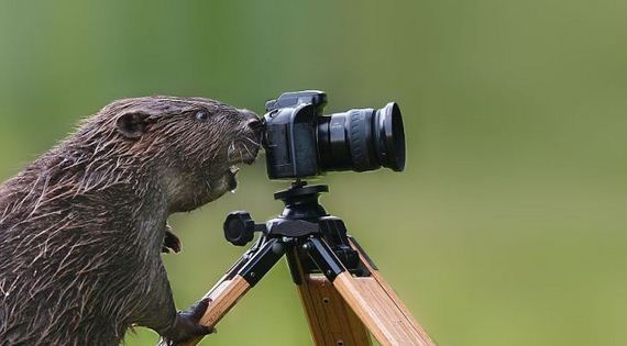 cameras_animals_helping