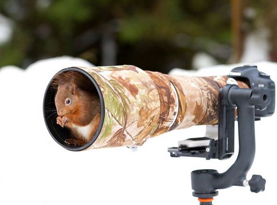 cameras_animals_helping