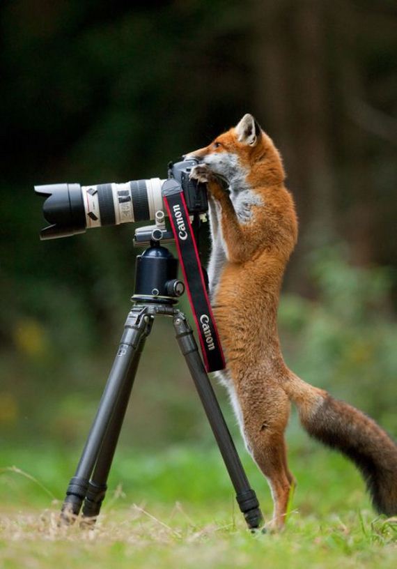 cameras_animals_helping