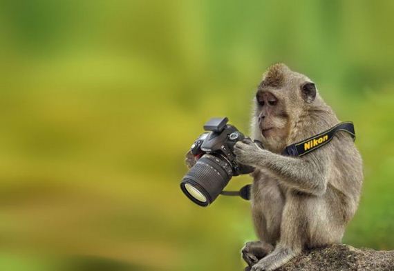 cameras_animals_helping